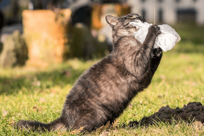 Main 30 Menit Sehari, Cara Ampuh Cegah Obesitas pada Kucing - ilustrasi kucing bermain aktif