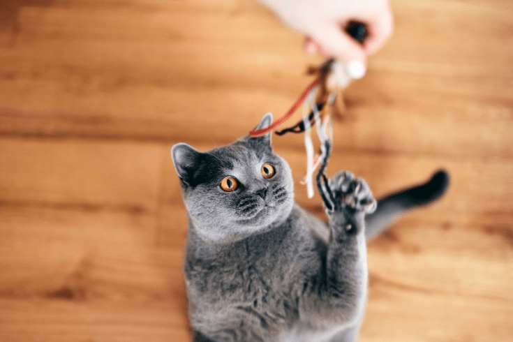 Main 30 Menit Sehari, Cara Ampuh Cegah Obesitas pada Kucing - ilustrasi kucing bermain aktif