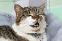 flu
