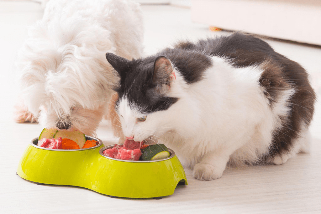 7 Makanan Protein Tinggi yang Bikin Anjing dan Kucing Makin Sehat dan Aktif