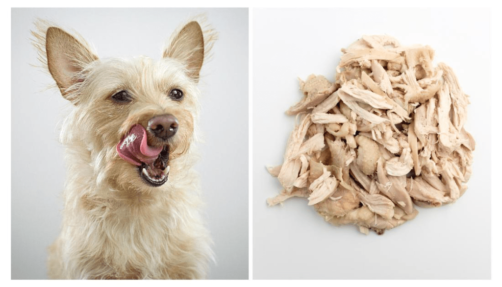 7 Makanan Protein Tinggi yang Bikin Anjing dan Kucing Makin Sehat dan Aktif