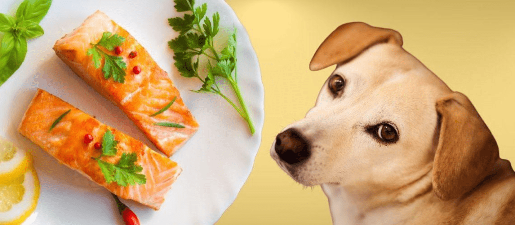 7 Makanan Protein Tinggi yang Bikin Anjing dan Kucing Makin Sehat dan Aktif