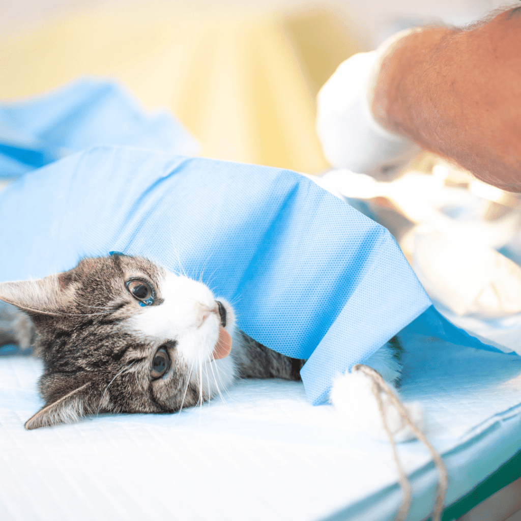 Sterilisasi Hewan Peliharaan Terbukti Turunkan Risiko Kanker, 5 Manfaatnya