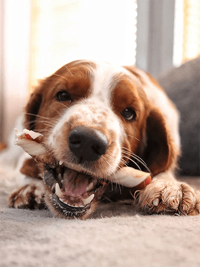 5 Cara Merawat Gigi Kucing dan Anjing yang Sering Diabaikan