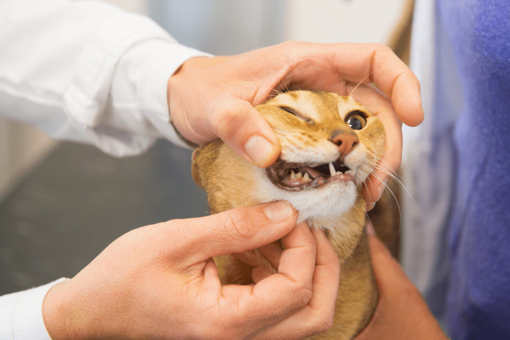 5 Cara Merawat Gigi Kucing dan Anjing yang Sering Diabaikan