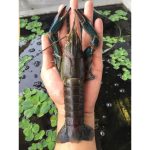 Panduan Lengkap Perawatan Lobster Hingga Siap Produksi