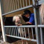 Panduan Lengkap Perawatan Kuda Poni dan Biaya Perawatannya di Indonesia
