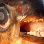 Panduan Lengkap Perawatan Ikan Pacu: Memelihara Ikan Raksasa dari Sungai Amazon