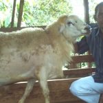Panduan Perawatan Kambing dari Lahir sampai Dewasa Siap Produksi: Strategi Komprehensif untuk Peternakan Sukses