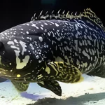 Panduan Lengkap Perawatan dan Pembibitan Ikan Kerapu Cantang: Sukses Budidaya dengan Teknik Terbaik