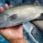 Pembibitan sampai Produksi Ikan Kakap Putih: Panduan Lengkap