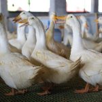 Panduan Perawatan Bebek Peking dari 0 Hari hingga Siap Produksi