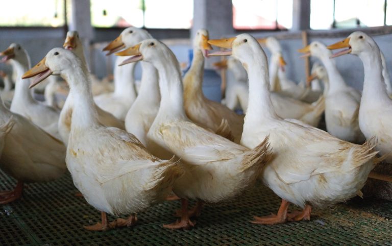 Panduan Perawatan Bebek Peking dari 0 Hari hingga Siap Produksi