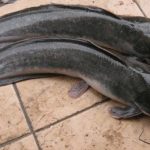 Panduan Perawatan Ikan Lele dari 0 Hari hingga Siap Produksi: Langkah-Langkah Lengkap dan Praktis