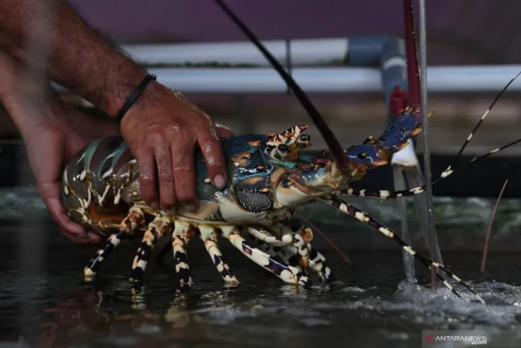 Panduan Lengkap Perawatan Lobster Laut Hingga Siap Produksi: Teknik Budidaya Modern untuk Hasil Optimal