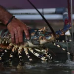 Panduan Lengkap Perawatan Lobster Laut Hingga Siap Produksi: Teknik Budidaya Modern untuk Hasil Optimal