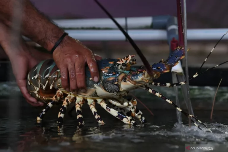 Panduan Lengkap Perawatan Lobster Laut Hingga Siap Produksi: Teknik Budidaya Modern untuk Hasil Optimal