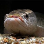 Panduan Lengkap Perawatan Ikan Gabus hingga Siap Produksi