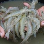 Panduan Lengkap Perawatan Udang Air Tawar Hingga Siap Produksi