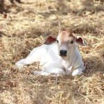 Panduan Perawatan Sapi dari Lahir sampai Dewasa Siap Produksi atau Jual