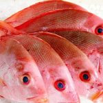 Panduan Lengkap Perawatan Ikan Kakap Merah Hingga Siap Produksi