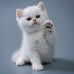 Panduan Lengkap Perawatan Kucing dari Bayi: Rinci, Profesional, dan Terorganisir