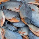 Panduan Perawatan Ikan Bawal dari 0 Hari hingga Siap Produksi