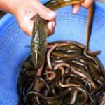 Panduan Perawatan Belut dari 0 Hari hingga Siap Produksi