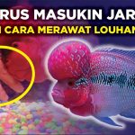 Panduan Lengkap Perawatan Ikan Louhan dan Biaya Perawatannya di Indonesia