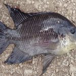 Panduan Perawatan Ikan Mujair dari 0 Hari hingga Siap Produksi