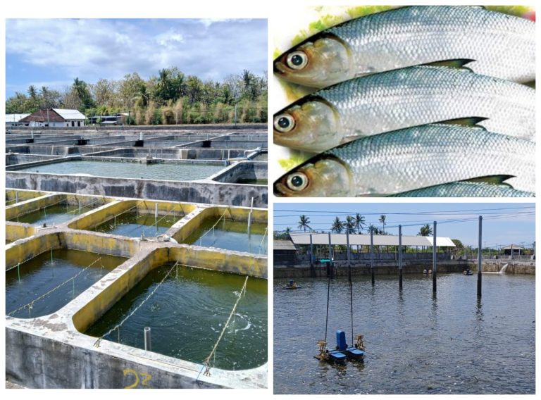Pembibitan hingga Produksi Ikan Bandeng Laut di Indonesia