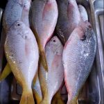 Pembibitan hingga Produksi Kakap Ekor Kuning (Lutjanus vitta): Panduan Lengkap