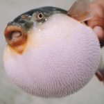Pembibitan hingga Produksi Ikan Buntal Laut Non-Beracun: Proses, Tantangan, dan Potensi