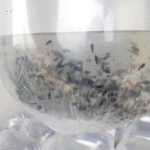 Pembibitan hingga Produksi Kakap Abu-abu (Lutjanus griseus): Panduan Lengkap
