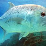 Pembibitan hingga Produksi Ikan Kuwe: Proses Detail, Akurat, dan Terpercaya