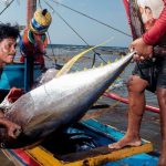 Pembibitan hingga Produksi Ikan Tuna Sirip Kuning: Proses, Teknik, dan Tantangan