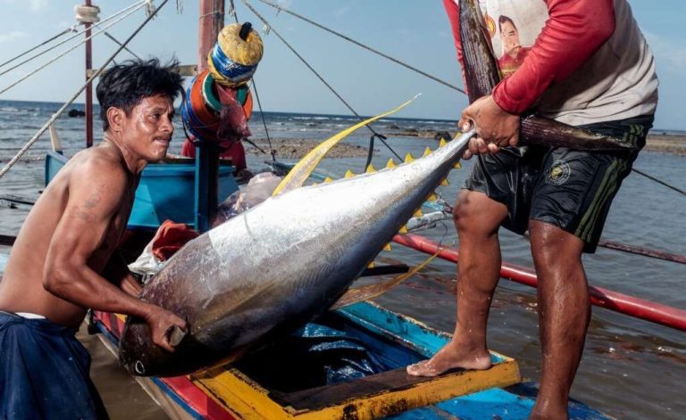 Pembibitan hingga Produksi Ikan Tuna Sirip Kuning: Proses, Teknik, dan Tantangan
