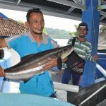 Pembibitan sampai Produksi Ikan Cobia (Ikan Lemadang / Rachycentron canadum)