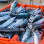 Pembibitan hingga Produksi Ikan Tenggiri