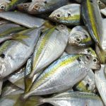 Pembibitan hingga Produksi Ikan Kembung: Tantangan dan Peluang di Indonesia