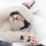 Ini Ciri Ciri Kucing yang Mengalami Stress.jpg