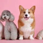 pet kingdom
