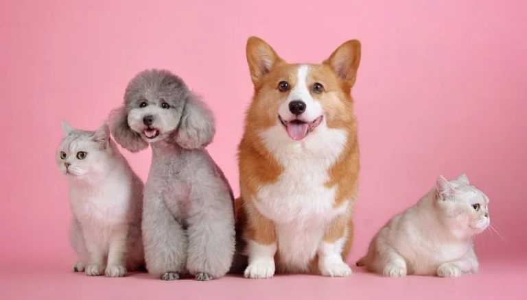 pet kingdom