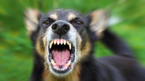 58 Anjing Positif Rabies di Toraja Utara, Warga Wajib Waspada