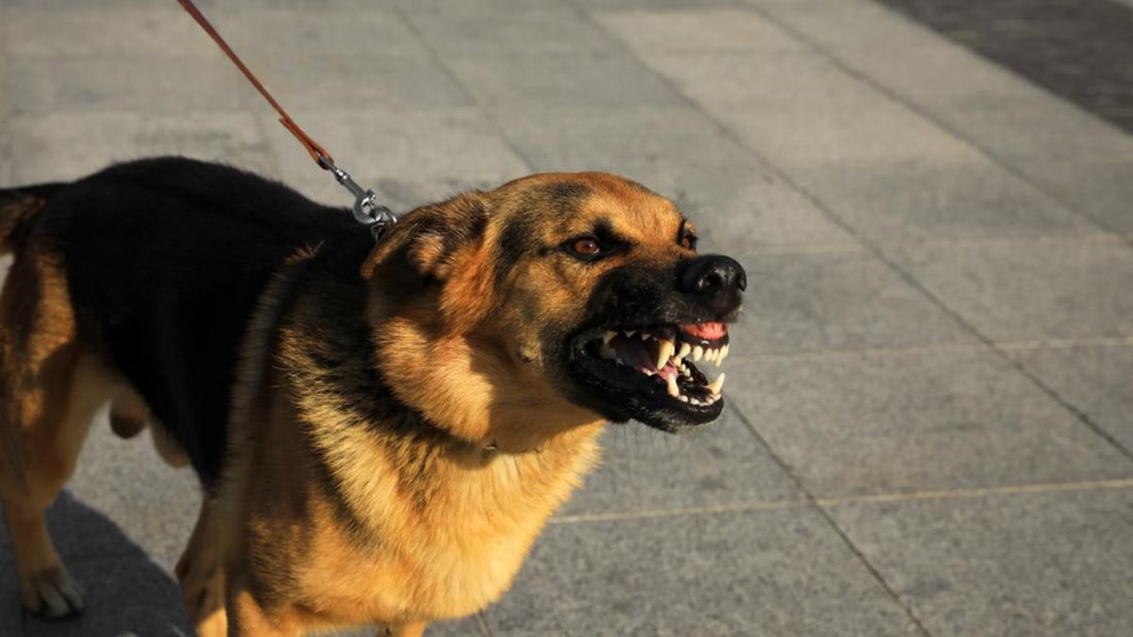 58 Anjing Positif Rabies di Toraja Utara, Warga Wajib Waspada