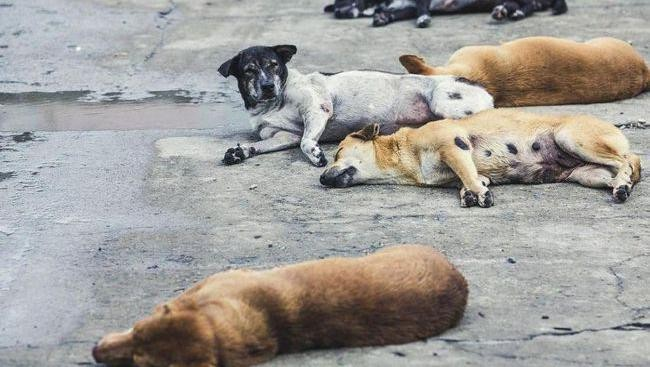 58 Anjing Positif Rabies di Toraja Utara, Warga Wajib Waspada