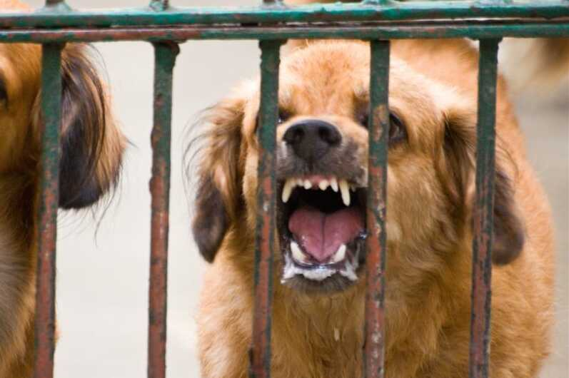 58 Anjing Positif Rabies di Toraja Utara, Warga Wajib Waspada
