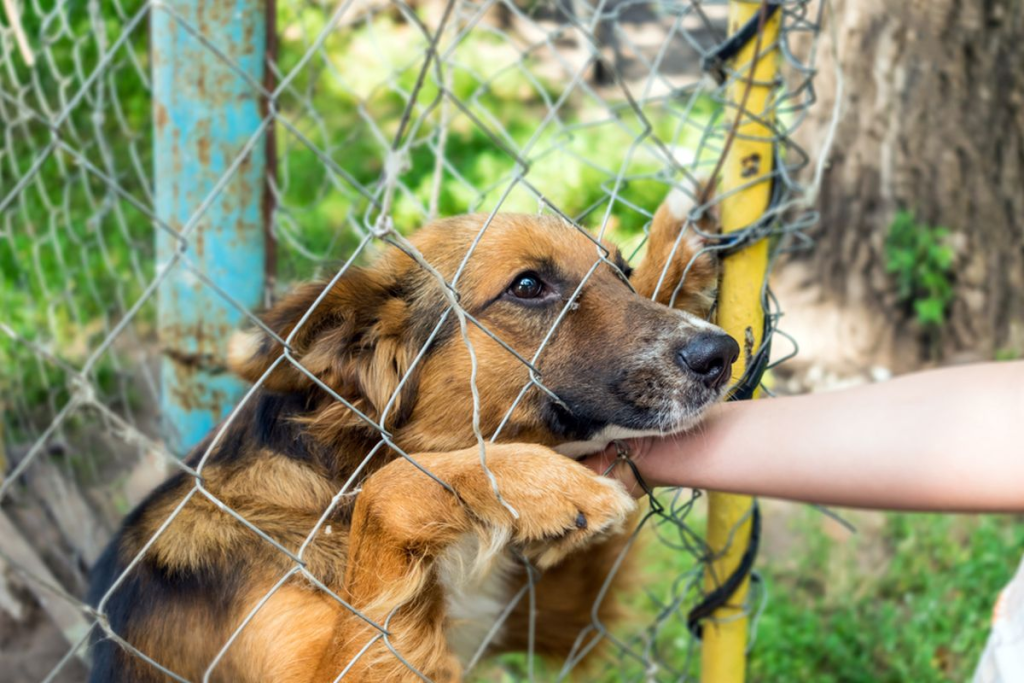 58 Anjing Positif Rabies di Toraja Utara, Warga Wajib Waspada