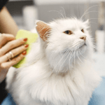 Grooming