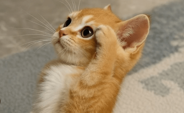 Mau Makan